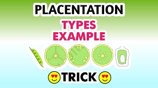 PLACENTATION WITH TRICKS 💡 [upl. by Ailaza]