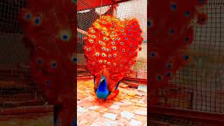 Peacock colourful feathers 🦚🦚naturalbeauty peacocksbeautyytshort [upl. by Madai850]