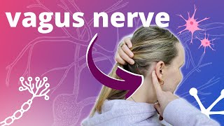 4 Vagus Nerve Massage for Stress amp Anxiety [upl. by Aicirtac]