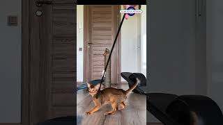 Abyssinian cat playing with toys jumping [upl. by Krishna]