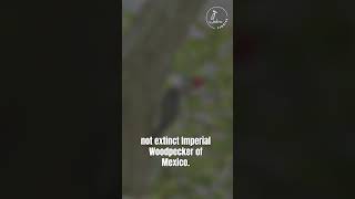 Ivorybilled Woodpecker Trivia Tuesday Special Edition birdnerd wildlife triviatuesday [upl. by Adirehs267]