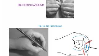 Tip to Tip Prehension WRIST AND HAND COMPLEX [upl. by Toomay825]