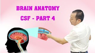 Brain Anatomy  CSF  Part 4 [upl. by Michaella]