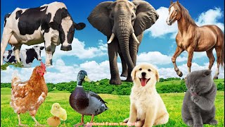 Wild Animal Sounds Hen Cow Duck Dog Cat Elephant Horse  Animal Sounds [upl. by Jovitta175]