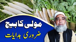 Threshing of Radish Raphanus sativum Mooli  Crop Reformer [upl. by Seif]