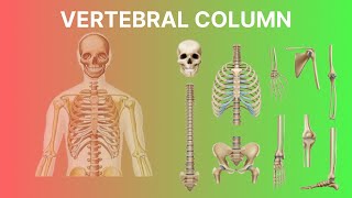 vertebral column anatomy  ورٹیبرل Column  वर्टिब्रल कॉलम [upl. by Danica]