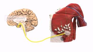 General Embryology  Detailed Animation On Positive Feedback Mechanism [upl. by Alessig]