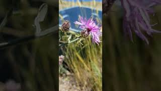 Weed ID WesternMountain aster vs Spotted Knapweed [upl. by Otrebireh]