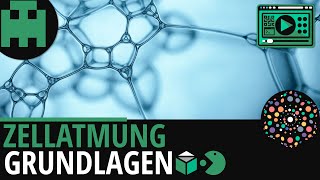 Zellatmung Grundlagen │Biologie Lernvideo Learning Level Up [upl. by Aehtrod366]