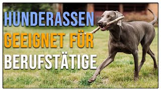 Hunde für Berufstätige  Diese Hundetypen passen  TGH 317 [upl. by Evie664]