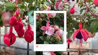 How to Plant Grow and Care for Fuchsia [upl. by Morris]