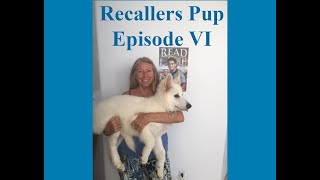 Dog Training Using Recallers Games Is Continual Learning and NeverEnding Joy [upl. by Sheya]