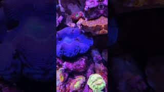 🌀 TRIDACNA 🌀acuario reef lps acuariofilia premiumcorals coralreef modernreef acuariomarino [upl. by Bernette]