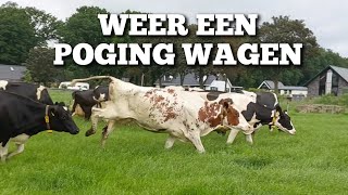 We proberen het gewoon weer  Boer Gerrit vlogt [upl. by Kurr]