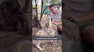 Le lien incroyable entre Pumba et Timon au zoo shorts animaux amitié [upl. by Griggs]