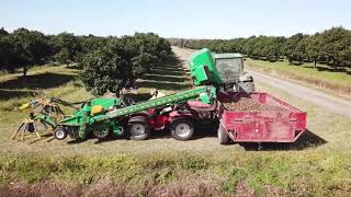 MACADAMIA harvest on Antonio Carraro Tractors [upl. by Philcox]