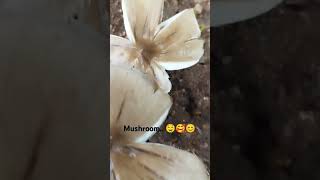 mushroom 🤤😊🥰 youtube nature jollydays kannadavlogs nethra jollytime jollylife garden [upl. by Eeluj]