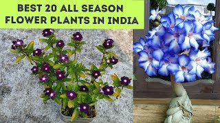 All season Flower plants in India Plant names with pictures [upl. by Ahsata]