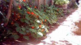 Nasturtium timelapse [upl. by Monaco]