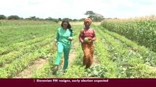 Zambian Farmer turns to Conservation Agriculture [upl. by Enilaf]