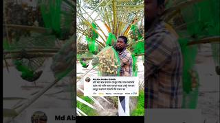 খেজুরের কাজ সম্পর্কে dates work shortsfeed farming datepalm [upl. by Nicol]