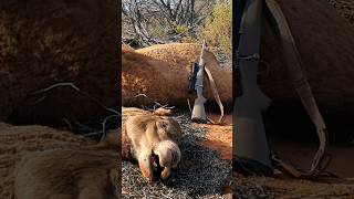 Camels In Outback Australia [upl. by Ettenrahc543]