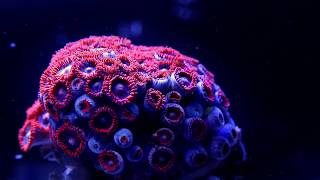 Magic Coral TimeLapse HD [upl. by Shig598]