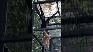 Hong Kong Zoological and Botanical Garden hongkong monkeysspinningmonkeys [upl. by Einej]