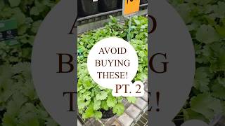 Avoid buying these at your garden centreswarehouses PART 2 🙅❌️🥬 avoidthese didyouknow gardening [upl. by Aicemaj]