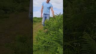 Bracken pteridiummoorland habitat reforestation explore adventure nature [upl. by Asilehs]