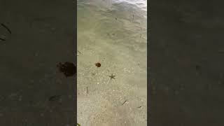 sanibelisland starfish Starfish crystal clear water [upl. by Shuler372]