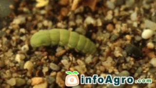 Spodoptera exigua Beet armyworm [upl. by Nikaniki118]