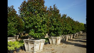 Magnolia Brackens Beauty and Podocarpus gracilior [upl. by Dierolf]