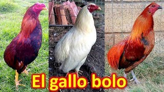 EL GALLO BOLO [upl. by Ainolopa436]