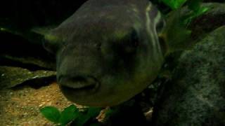 Cross river Puffer [upl. by Biel]