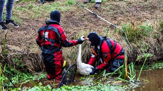 Brandweer 40 minuten bezig met gewonde zwaan [upl. by Cailly394]