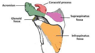 scapula bone anatomy 3d  anatomy of scapula bone  attachments anatomy  bones of upper limb [upl. by Raskin238]