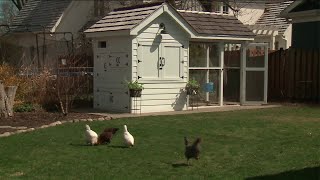 Backyard chicken coops ruling the roost [upl. by Rocray]