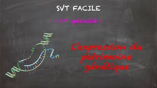 SVT FACILE  1ère spé  Lexpression du patrimoine génétique [upl. by Hcaz]