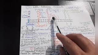 Cell Adhesion Molecules [upl. by Arikat]