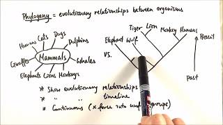 AS Biology  Phylogeny OCR A Chapter 103 [upl. by Schlosser]