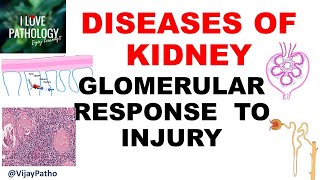 RENAL PATHOLOGY Part 2  Glomerular response to injury [upl. by Airol]