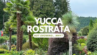 Yucca rostrata not growing here’s why palmdaddy [upl. by Ferwerda684]