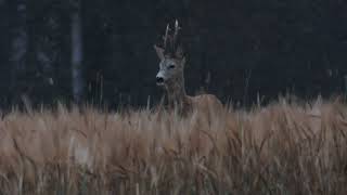 RÅDYR CAPREOLUS CAPREOLUS [upl. by Aluino]