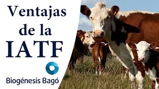 IATF Ventajas de la técnica  Biogénesis Bagó [upl. by Geof]