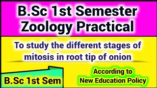 BSc 1st Semester Zoology Practical  To study the different stages of Mitosis in root tip of onion [upl. by Johnath]