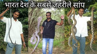 यही है वो 4 जहरीले सांप जो अक्सर इसके ही काटे जाने पर लोगों की मौत होती है Most venomous snake [upl. by Naamann884]