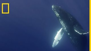 Le chant de la baleine à bosse [upl. by Rofotsirk302]