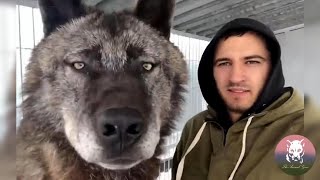 This Man Keeps the Largest Wolves in the World As Pet [upl. by Cirtemed]