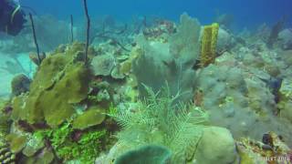 Dominican Republic Scuba Diving  Bayahibe  El Circulo  31 October 2016 [upl. by Etnovaj360]